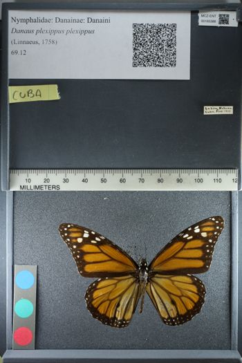 Media type: image;   Entomology 165388